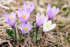 crocus-blooming-spring