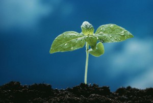 seedling