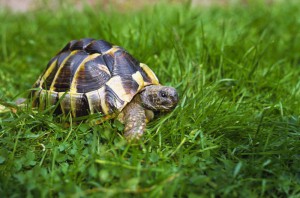 image of turtle representing slow clients