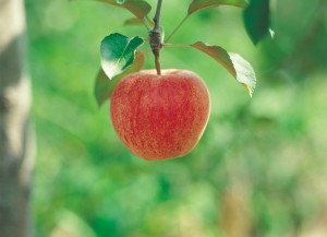 image of tree bearing fruit to represent growth of a recruiter network