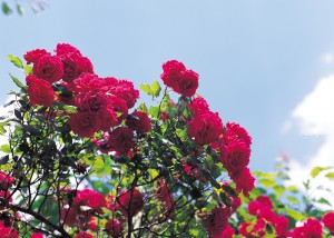 image of rose bush