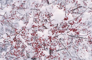 holly-berries-snow